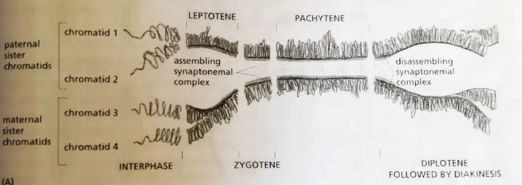 A single bivalent is shown schematically. At leptotene, the two sister chromatids coalesce, and their chromatid loops extend out from a common axial core. Assembly of the synaptonemal complex begins in early Zygotene and is complete in pachytene.