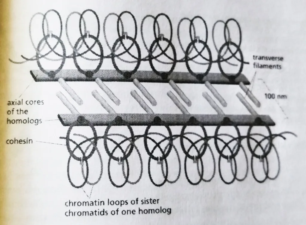 Each homolog is organized around a protein axial core and the synaptonemal complex forms when these homolog axes are linked by rod-shaped transverse filaments. The axial core of each homolog also interacts with the cohesion complexes that hold the sister chromatids together. 