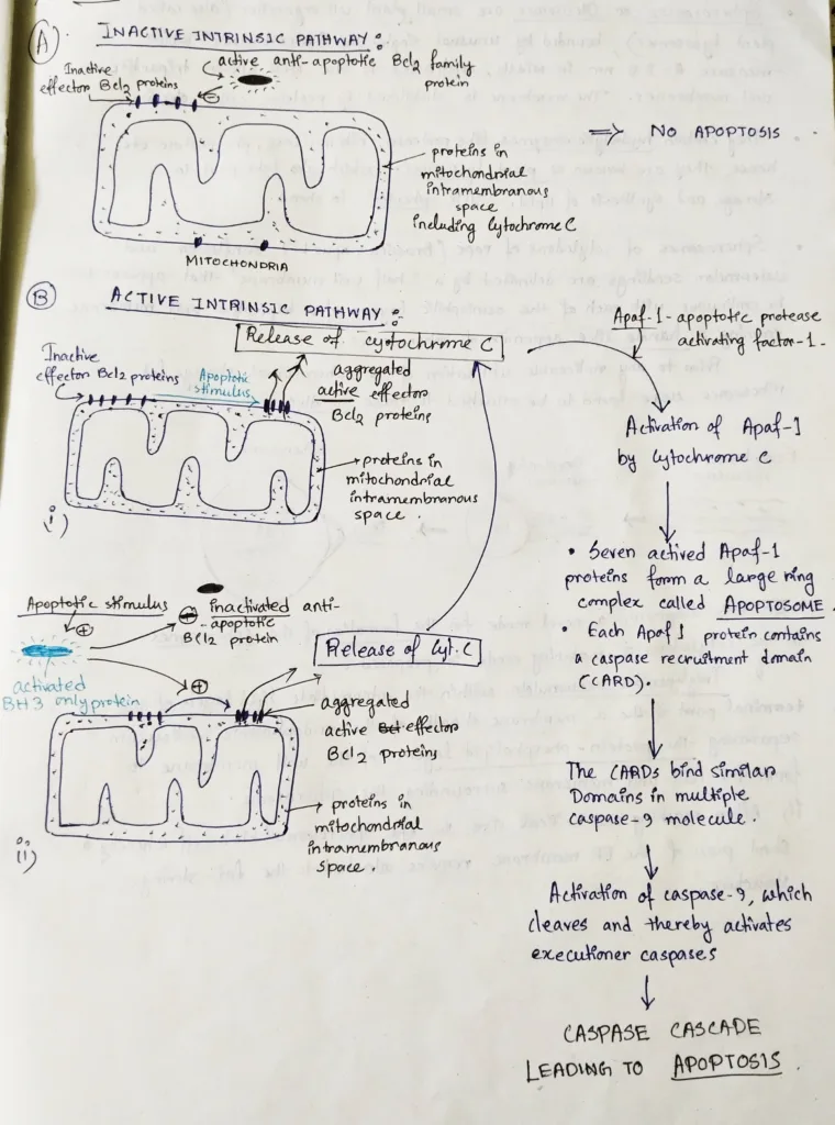 The intrinsic pathway of apoptosis