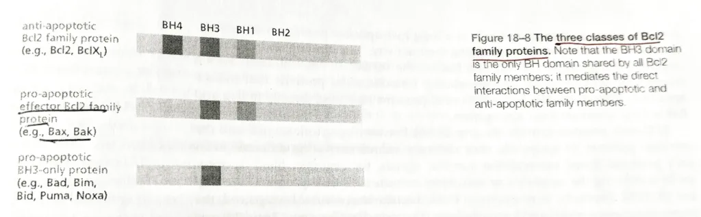 Three classes of Bcl2 family proteins