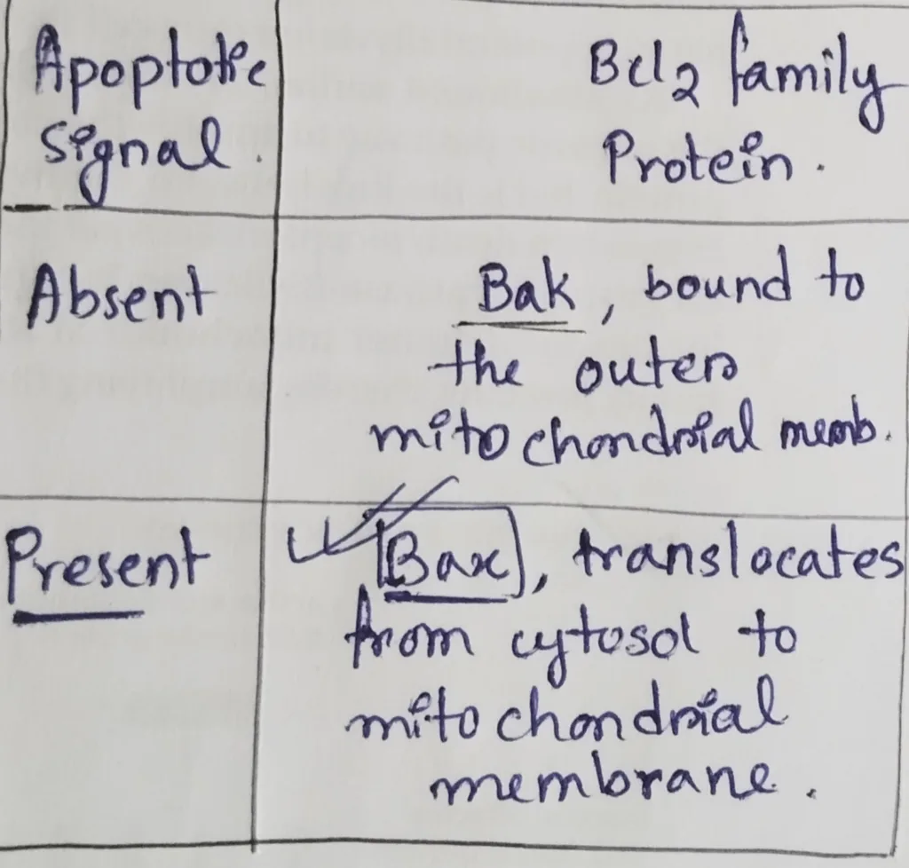 Bak and Bax protein in apoptosis