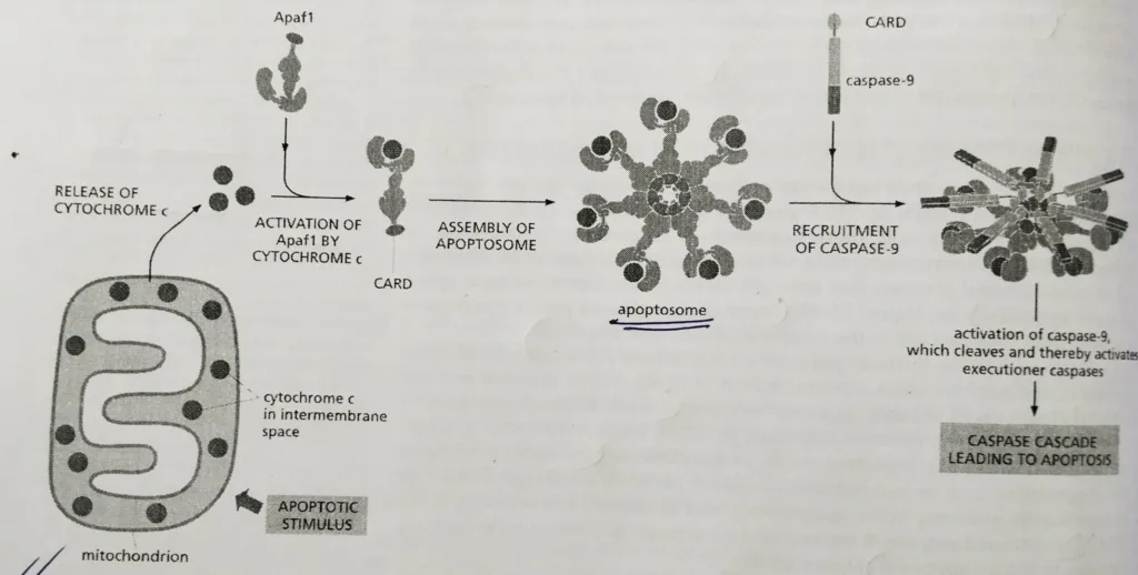 The intrinsic pathway of apoptosis with the structure of apoptosome