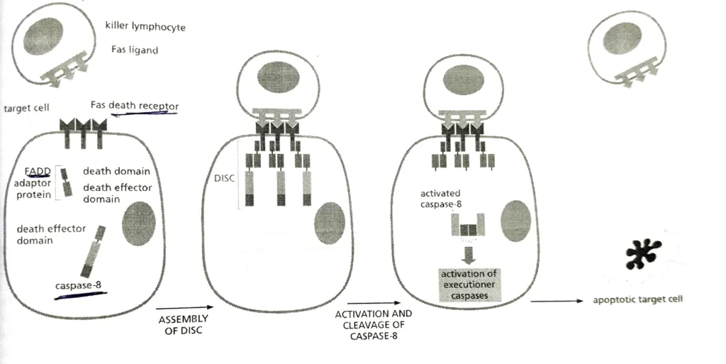 Extrinsic apoptosis pathway