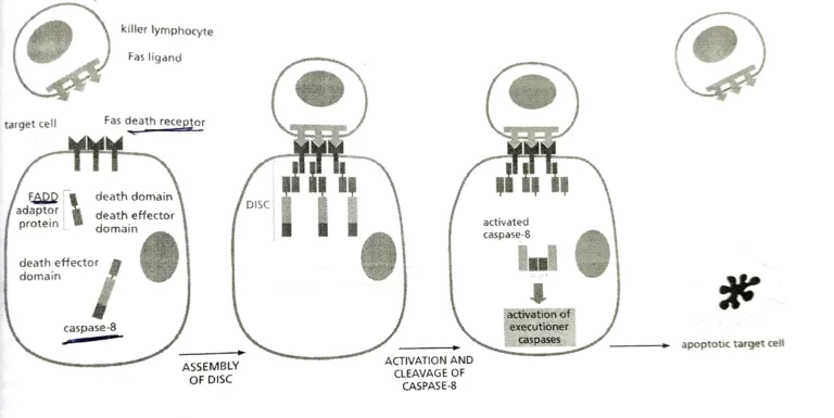 Apoptosis Pathway
