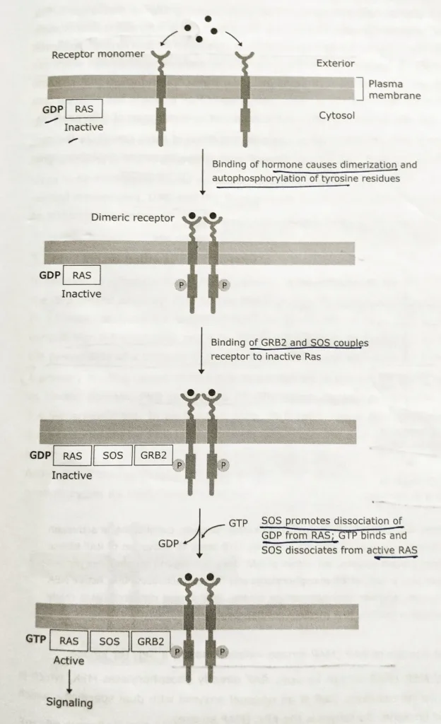 RAS MAP kinase pathway- Activation of RAS