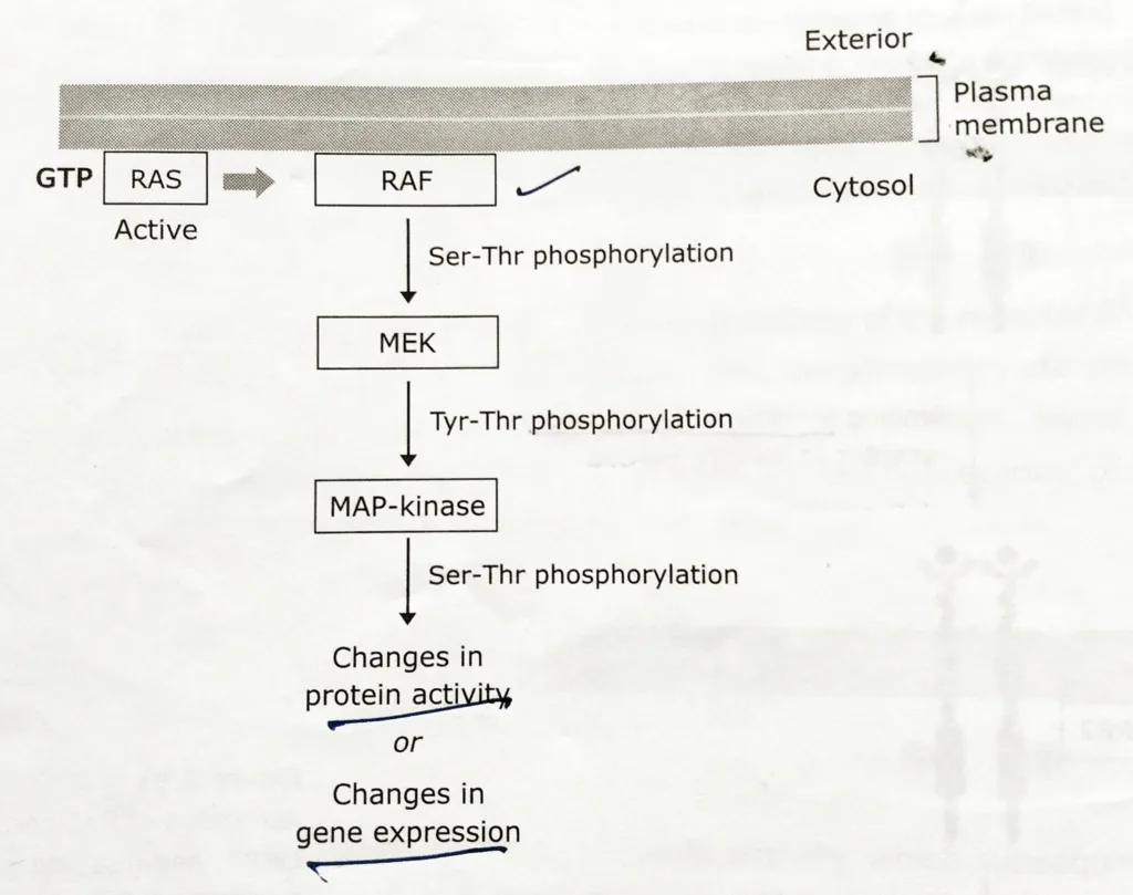 MAP kinase pathway