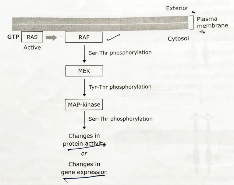 RAS MAP kinase pathway