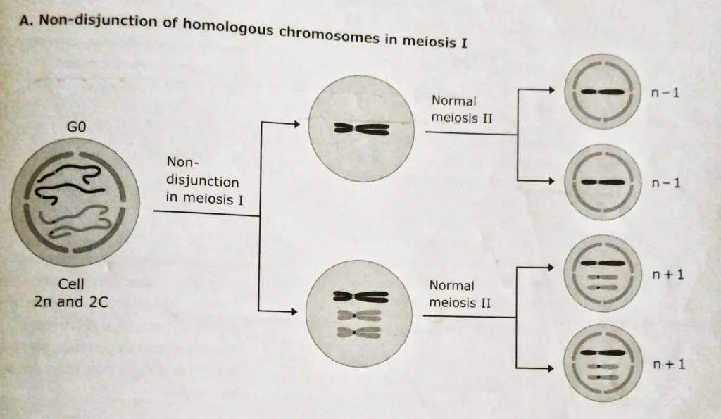 Nondisjunction and aneuploidy in Meiosis I