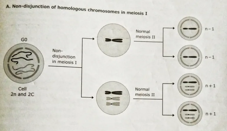 Nondisjunction and aneuploidy