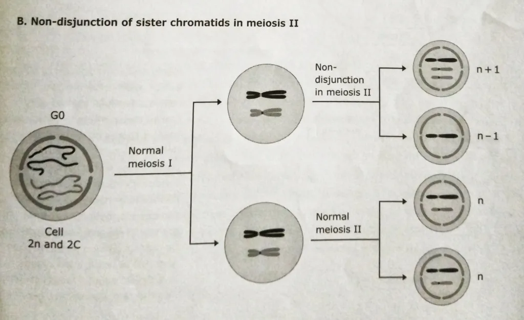 Nondisjunction and aneuploidy in Meiosis II