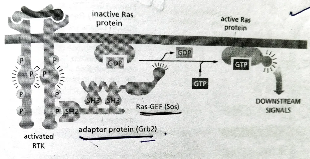 Activation of RAS by Adaptor protein