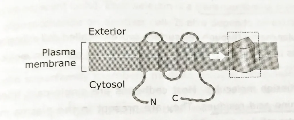 Structure of one connexin, having 4 transmembrane domains