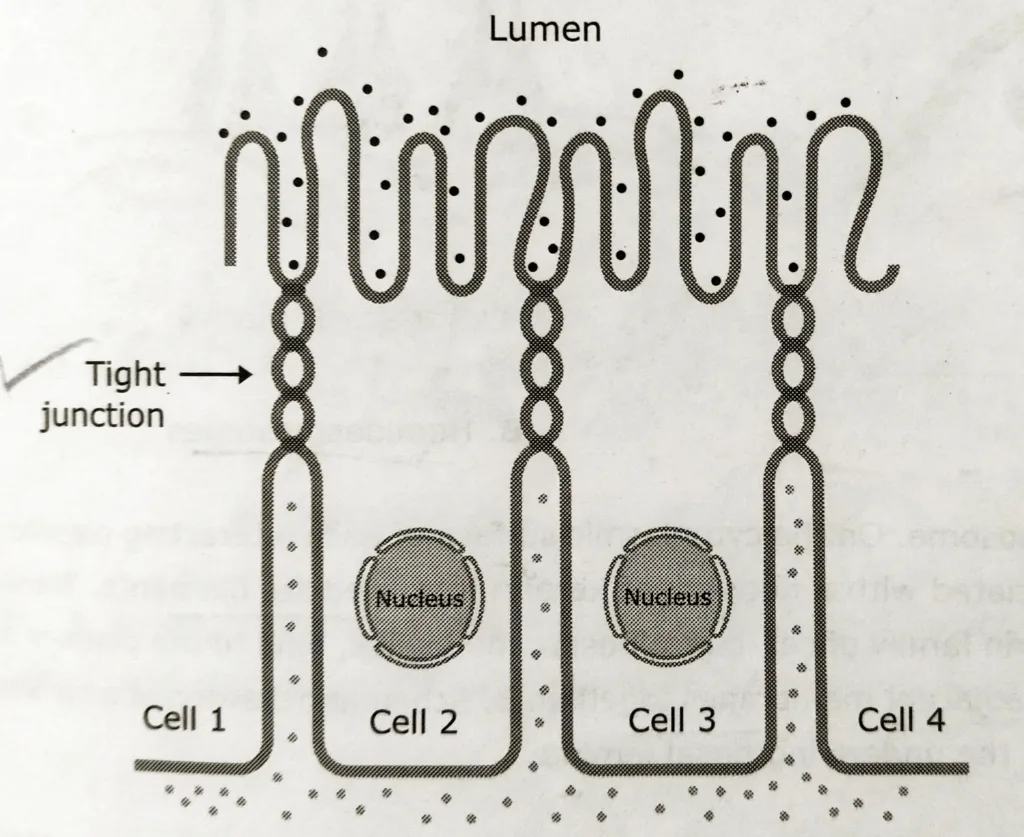 Diagram of Tight junctions- Cell Junctions