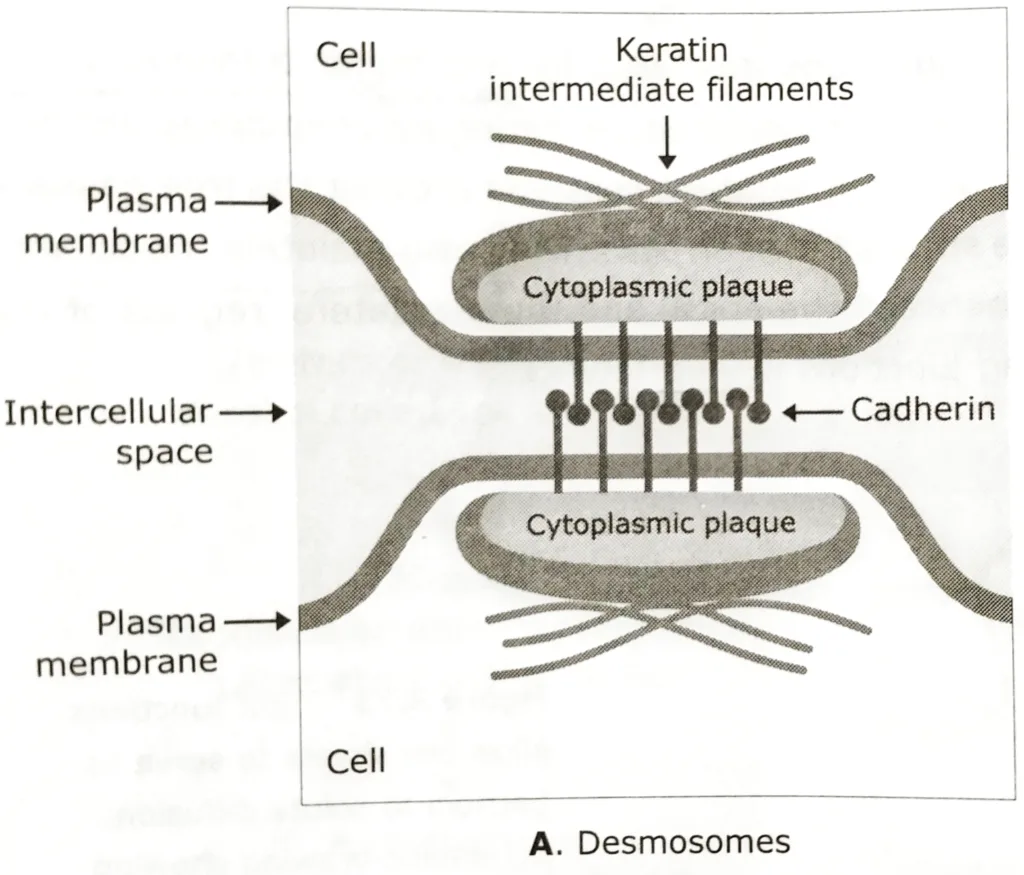 Schematic drawing of Desmosomes