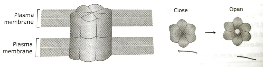 Structure of complete gap junction