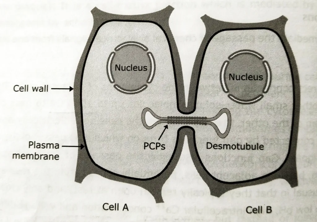 Plasmodesmata directly connect to the cytoplasm of adjacent cells 