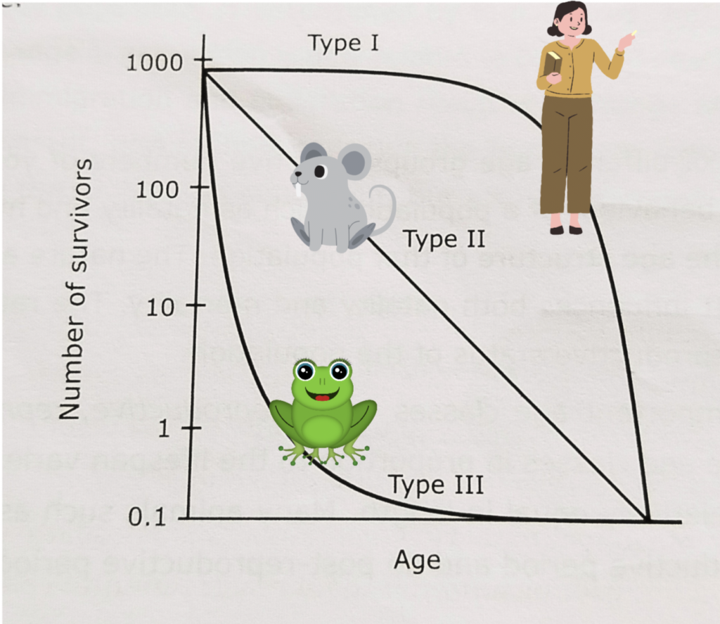 Three main types of Survivorship Curves 