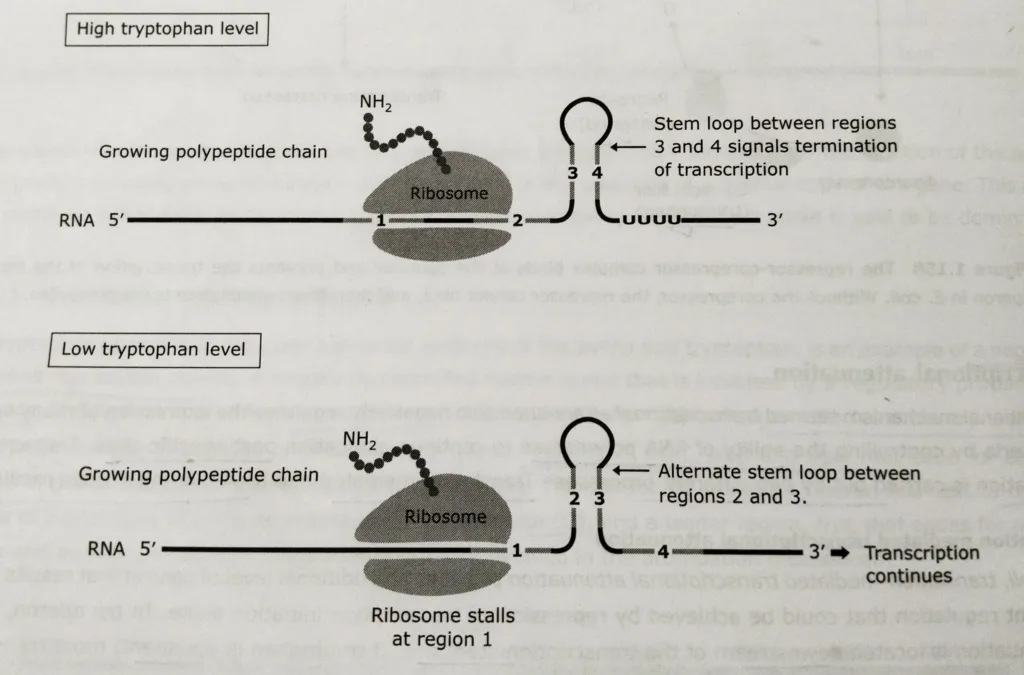 The mechanism of the attenuation of trp operon