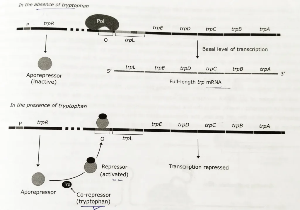 The trp operon in the absence and the presence of the tryptophan