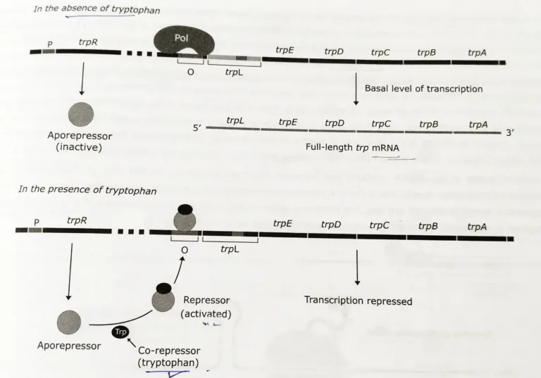 Tryptophan operon