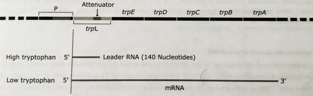 Attenuation in the trp operon 