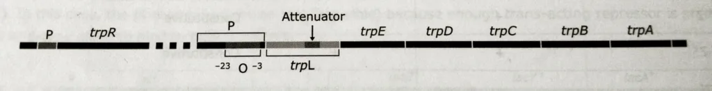 The structure of Tryptophan operon in E. coli