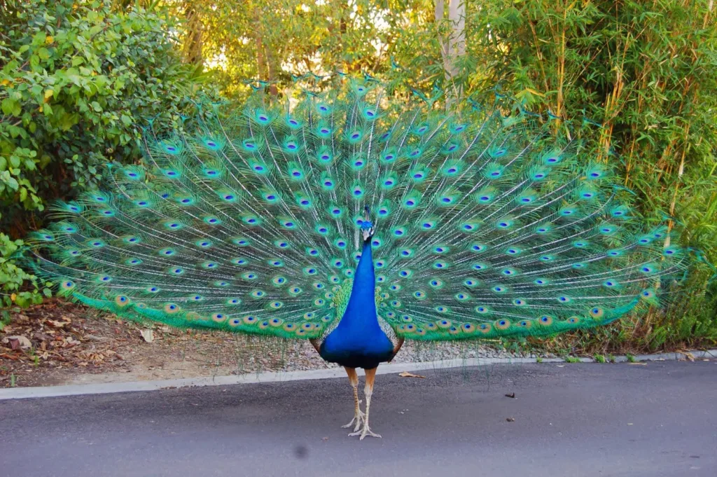 Dancing pose of Indian Peacock- Courtship displays