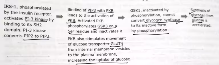 Insulin Signaling Pathway [PI-3 kinase pathway]