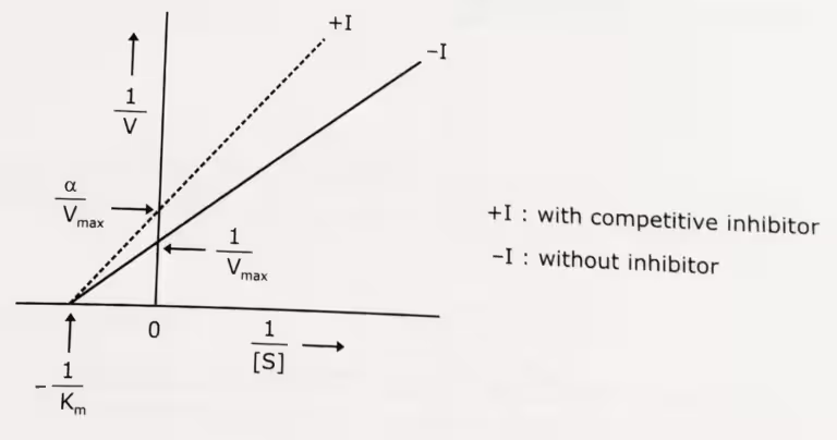 Noncompetitive Inhibition of enzyme