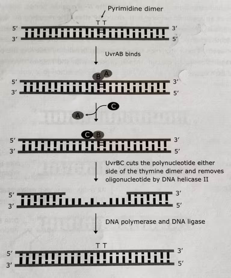 Nucleotide Excision repair