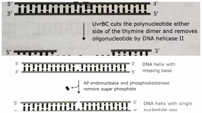 Base excision repair vs Nucleotide excision repair