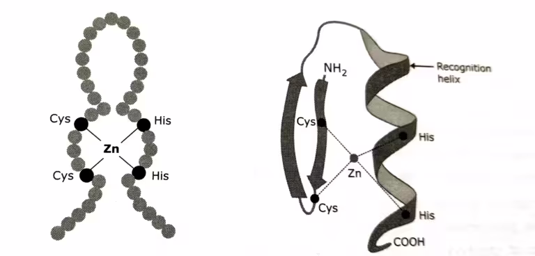 Zinc finger motif (C2-H2)