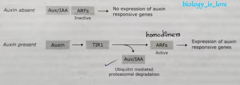 Auxin signaling pathway