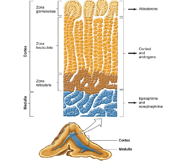 The zones of adrenal cortex