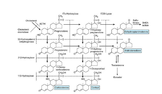 The hormone biosynthesis in the zona fasciculata and the zona reticularis of the adrenal cortex