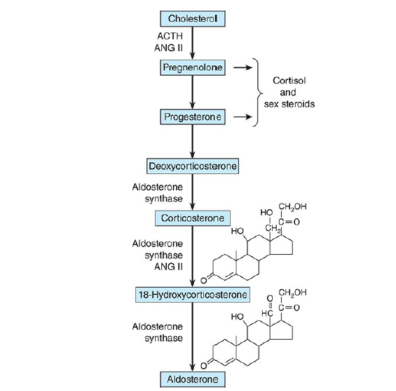 Aldosterone biosynthesis in the zona glomerulosa of the adrenal cortex