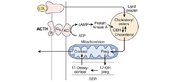 Action of ACTH (Adrenocorticotropic hormone) on the adrenal cortex