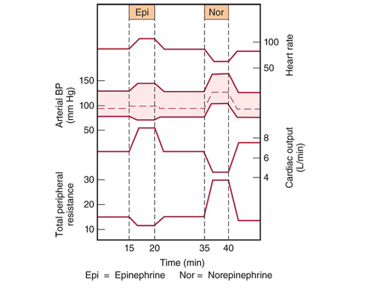 Circulatory changes produced in humans by the slow intravenous infusion of epinephrine and norepinephrine.