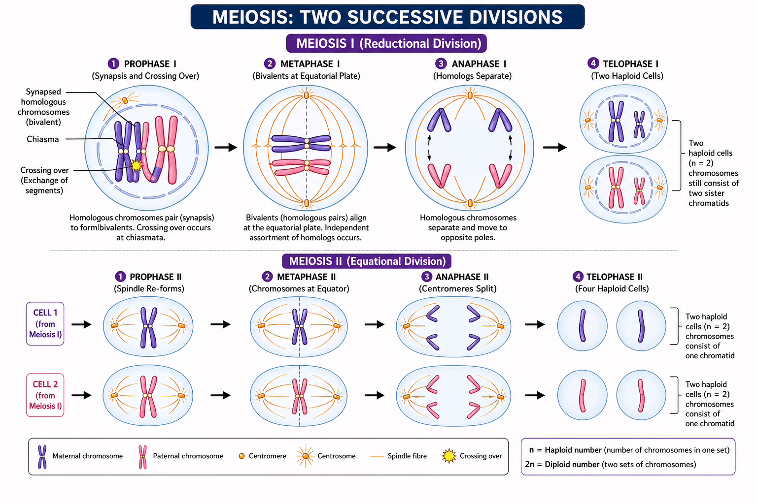 Complete meiosis I and II stages diagram for NEET CSIR NET