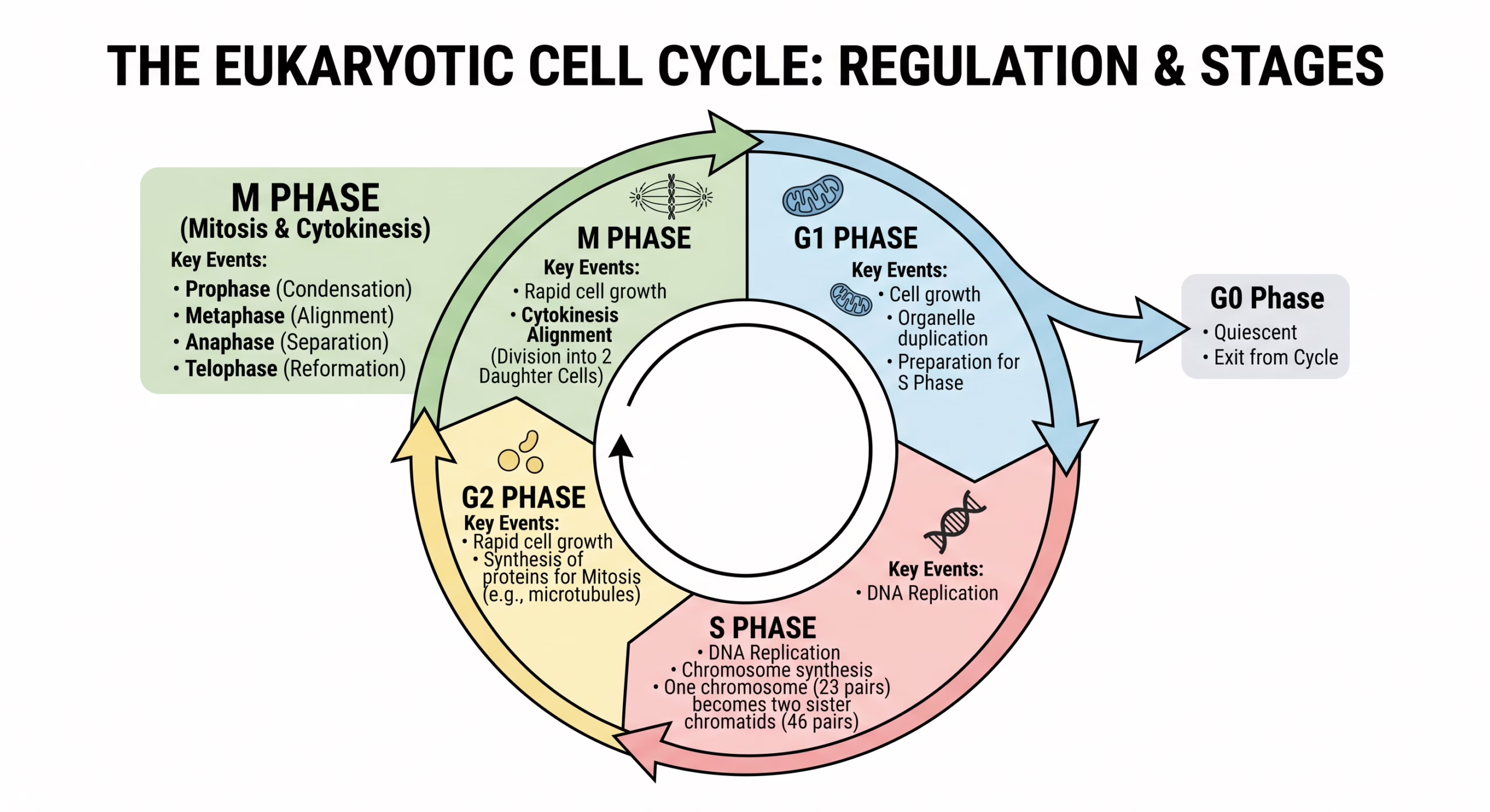 Cell cycle phases diagram G1 S G2 M phase for NEET 2026